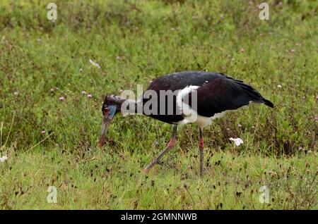 Abdimmstorch, Regenstorch, cicogna di Abdim, cicogna bianca, Ciconia abdimii, Cratere di Ngorongoro, Ngorongoro-Krater, Tansania, Tanzania, Africa orientale Foto Stock