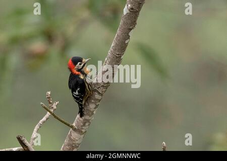 Picchio alla brace di Crimson o picchio alla brace di scarlatto, catfario di Dendrocopos, Ryshop, Bengala Occidentale, India Foto Stock