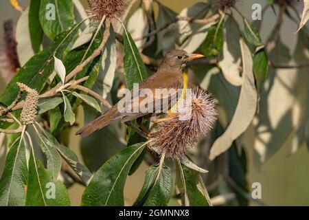 Uccello nero alare-grigio, Turdus boulboul , femmina, Ryshop, Bengala Occidentale, India Foto Stock