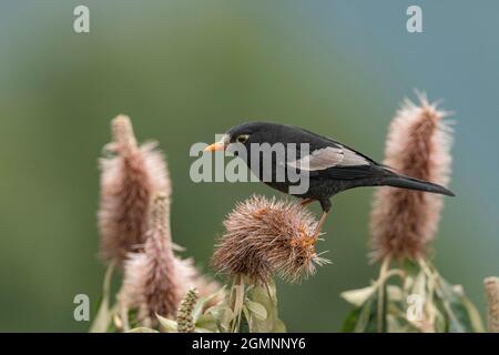 Uccello nero alare grigio, Turdus boulboul, maschio, Ryshop, Bengala occidentale, India Foto Stock