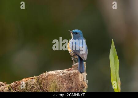 Himalayan bluetail, Tarsiger rufilatus, Ryshop, Bengala Occidentale, India Foto Stock