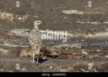 Doppelband-Rennvogel, cortigiano a doppia banda, Rhinoptilus africanus, Ndutu, Tansania, Ostafrika, tanzania, africa orientale Foto Stock