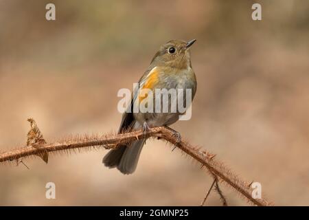 Himalayan bluetail, Tarsiger rufilatus, femmina, Ryshop, Bengala Occidentale, India Foto Stock