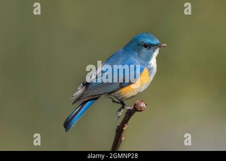 Himalayan bluetail, Tarsiger rufilatus, maschio, Ryshop, Bengala Occidentale, India Foto Stock