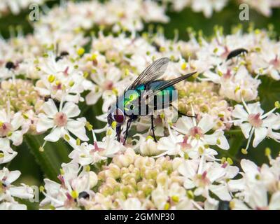 Fly verde-blu metallizzato, Lucilia sericata, un tipo di flowfly, wield, Hampshire, UK Foto Stock