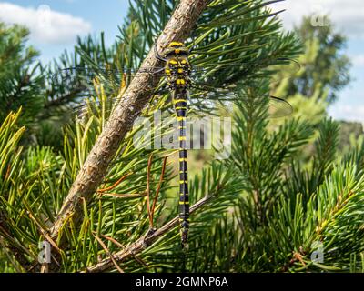 Golden ringed Dragonfly, Cordulegaster bollonii, New Forest, Hampshire, Regno Unito Foto Stock