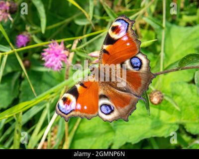 Peacock Butterfly, Aglais io, crogiolarsi al sole con i suoi distintivi eyespots, che confondono predatori, Alresford, Hampshire, Regno Unito Foto Stock