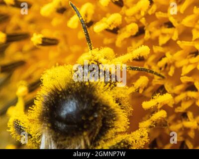 Pollenazione naturale. Un'ape coperta di polline che inquinano una pianta, Wield, Hampshire, Regno Unito Foto Stock