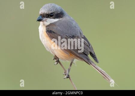 Shrike a coda lunga, Lanius schach, Gajoldoba o Gojaldoba, Bengala Occidentale, India Foto Stock