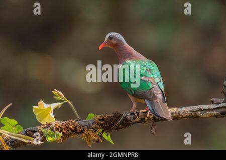 Asian Smeraldo dove, Calcophiphavis indica, Ghats occidentali, India Foto Stock