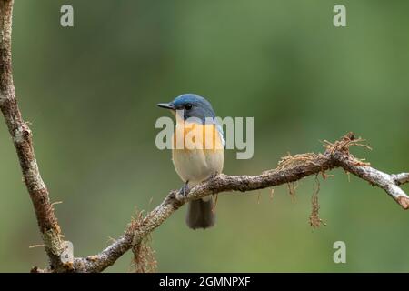 Il flycatcher blu di Tickell, Cyornis tickelliae, Ghats occidentali, India Foto Stock