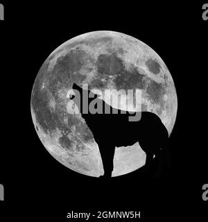 Un lupo urla alla luna di notte. Un predatore affamato caccia la sua preda nel buio. Un pacco di terribili predatori con denti enormi sta cercando preda Foto Stock