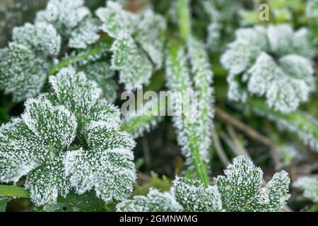 I cristalli di ghiaccio formato sui peli di ranuncolo pianta. Frosty relazioni concetto, frosty foglie, coperto di brina foglie. Foto Stock