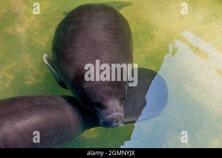 Il manatee amazzonico (Trichechus inunguis) nel Centro di salvataggio Amazzonia Manatee vicino a Iquitos, Perù Foto Stock