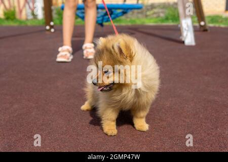 pomeranian cane cucciolo cammina sul parco giochi con il suo piccolo proprietario Foto Stock