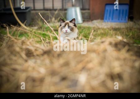 Bel gatto giovane di razza Ragdoll passeggiate all'aperto Foto Stock