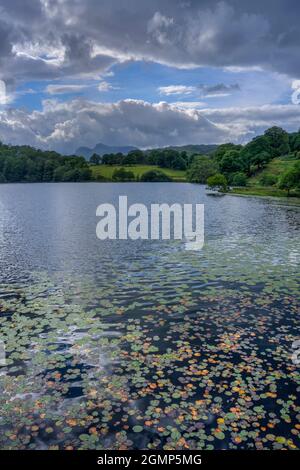 gigli d'acqua a loughrigg tarn vicino skelwith ponte con langdale pikes oltre Foto Stock