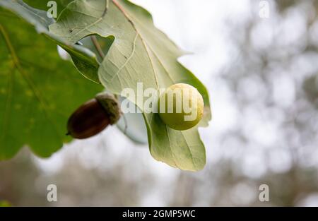 Cynips quercusfolii noto come gall wasp, palla rotonda gall lato inferiore della foglia di quercia comune Quercus robur. All'interno c'è la larva bug. Giorno d'autunno. Foto Stock