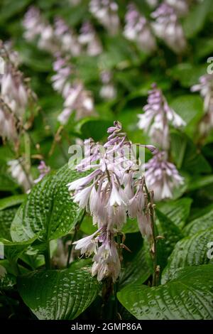 Interessante Hosta Rectfolia, fioritura di giglio di plantare a foglia dritta, ritratto di piante naturali in primo piano Foto Stock