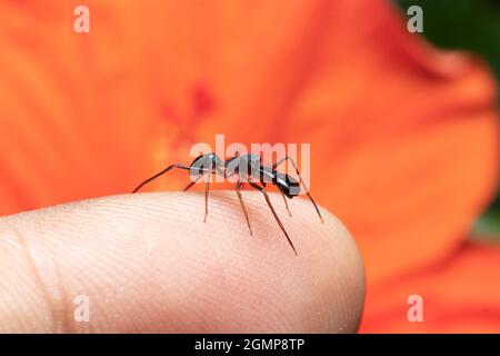 Maschio formica mimicking ragno siede sul mio dito foto stock Foto Stock