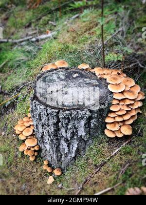 Funghi miele nella foresta con luce del sole in una foresta autunnale. Cerca funghi nella foresta. Funghi foresta concetto. Foto Stock