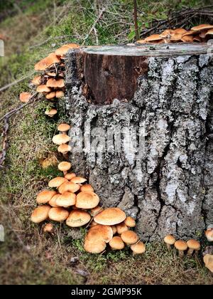 Funghi miele nella foresta con luce del sole in una foresta autunnale. Cerca funghi nella foresta. Funghi foresta concetto. Foto Stock