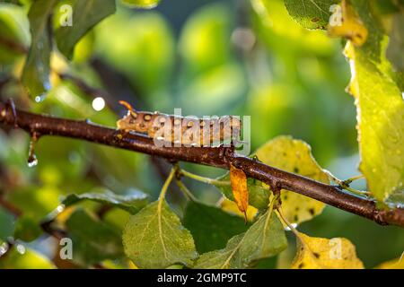 Caterpillar Bedpaglia Hawk Moth striscia su un ramo durante la pioggia. Bruco (Hyles gallii) il falco-falco-falco di paglia o la sfinge di galium, è una falce di Th Foto Stock