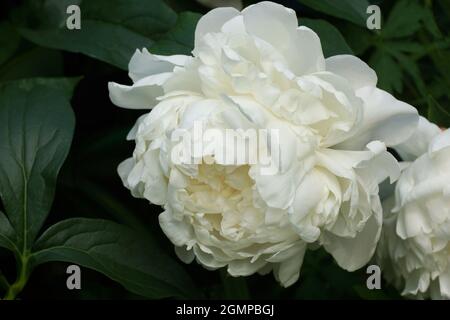 Peony Corinne Wersan. Doppio fiore di peonia bianco. Paeonia lactiflora (peonia cinese o peonia giardino comune). Un fiore. Foto Stock