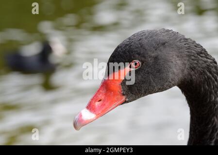 Cigno nero (Cygnus atratus) a St James's Park, nel centro di Londra, Regno Unito Foto Stock