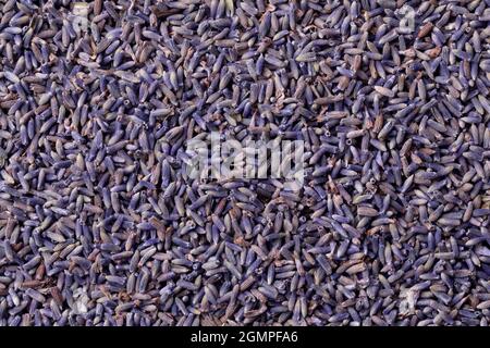 I fiori viola secchi di lavanda chiudono la cornice completa come sfondo Foto Stock