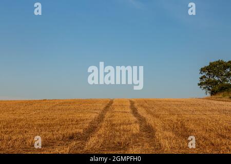 Guardando fuori su un campo con raccolto stoppia dopo la mietitura, con cielo blu sopra Foto Stock