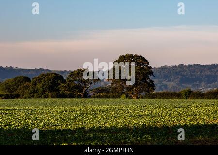 Una vista mattutina su un campo di colture verdi in un giorno di settembre in Sussex Foto Stock