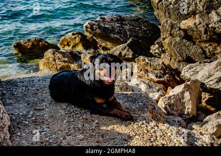 Splendido scatto di un cane di razza Rottweiler nero che cammina su una spiaggia boscosa Foto Stock