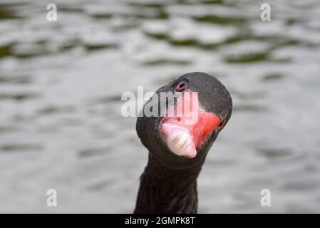 Cigno nero (Cygnus atratus) a St James's Park, nel centro di Londra, Regno Unito Foto Stock