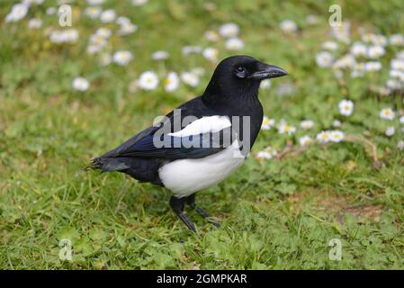 Magpie (Pica pica) adulto senza piume di coda e occhio malsano in un parco di Londra. Foto Stock