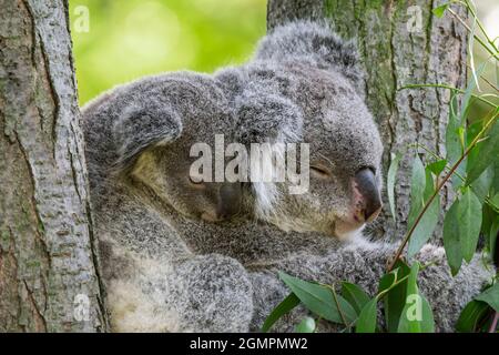 Koala (Phascolarctos cinereus) con giovane riposo in albero, marsupiale nativo in Australia Foto Stock