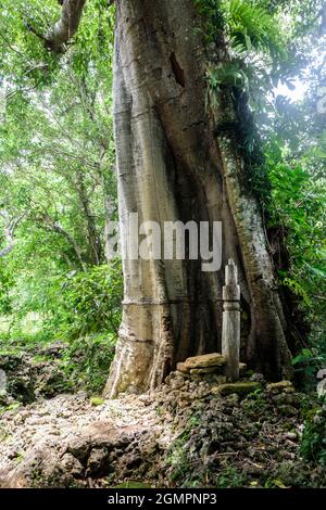Banyan albero e totem palo vicino al villaggio di None dove gli sciamani una volta incontrarono i guerrieri prima di partire per le spedizioni di caccia alla testa. Timor ovest, Indonesia Foto Stock