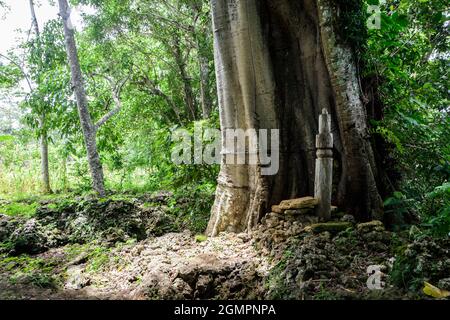 Banyan albero e totem palo vicino al villaggio di None dove gli sciamani una volta incontrarono i guerrieri prima di partire per le spedizioni di caccia alla testa. Timor ovest, Indonesia Foto Stock