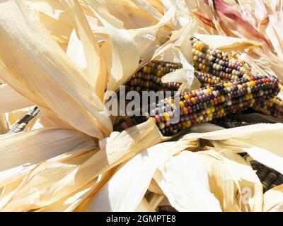 Primo piano Indian Corn Foto Stock