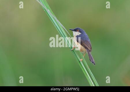 Ashy prinia o Ashy wren-warbler (Prinia socialis) sfondo sfocato Foto Stock