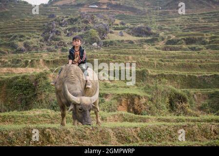 Sapa, Vietnam - 14 aprile 2016: Ragazzo a cavallo di bufala sul campo di riso. I bambini vietnamiti nel villaggio hanno il dovere di prendersi cura degli animali domestici. Foto Stock