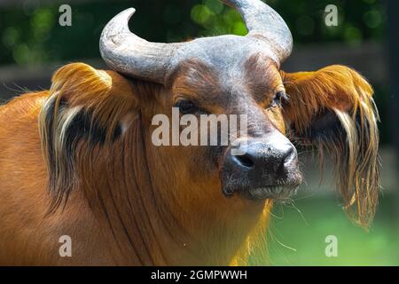 Ritratto di un Buffalo Foresta (Syncerus caffer nanus) Foto Stock
