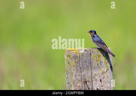 Inghiottito di fienile adulto (Hirundo rustica) arroccato su una trave di legno. Foto Stock