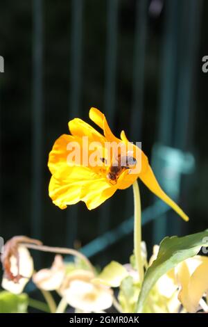 il fiore giallo della pianta dell'crescione contro il cielo blu Foto Stock