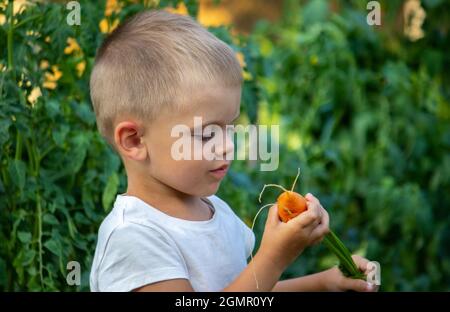 Il bambino tiene le verdure nelle sue mani. Verdure in una ciotola sulla fattoria. Prodotto biologico della fattoria. Messa a fuoco selettiva. Natura Foto Stock