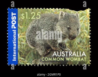 Timbro stampato in Australia mostra l'immagine del Wombat comune, circa 2006. Foto Stock