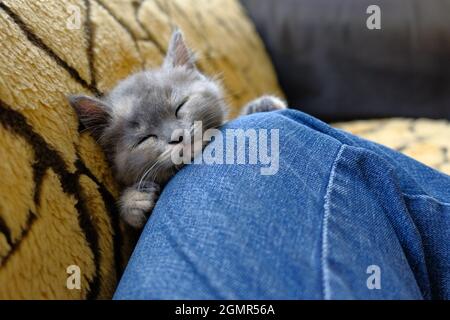 Ritratto di un piccolo gattino divertente. Primo piano di un gattino grigio dai capelli corti che pacca su un divano accanto a un uomo in jeans blu Foto Stock