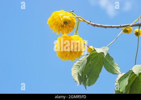 Cochlospermum regium, tabebuia noto anche come albero di cotone giallo, è una pianta fiorita che ha le sue origini nella savana tropicale Cerrado del Sud America Foto Stock