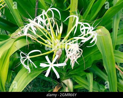 Un insolito giglio bianco con delicati petali fantasia come l'ibrido di Ismenae. Colombo, Sri Lanka Foto Stock