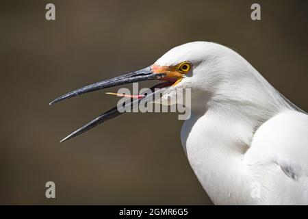 La testa di Egretta o di Egretta thula e il becco mostrano la lingua spannata Foto Stock